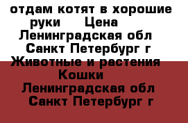 отдам котят в хорошие руки   › Цена ­ 10 - Ленинградская обл., Санкт-Петербург г. Животные и растения » Кошки   . Ленинградская обл.,Санкт-Петербург г.